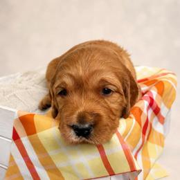 Ginger - Red  female Goldendoodle puppy in Rocky Point, North Carolina from CelticDoods