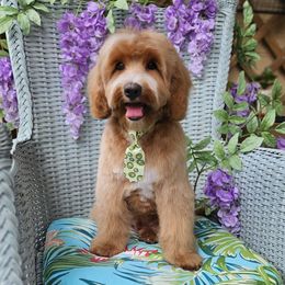 Australian Labradoodle puppies from Waterford Doodle Farm