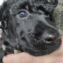 Poodle Puppies from Canterland Farm