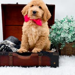 Ginger - Apricot female Goldendoodle puppy in North Carolina from NC Doodle Puppies