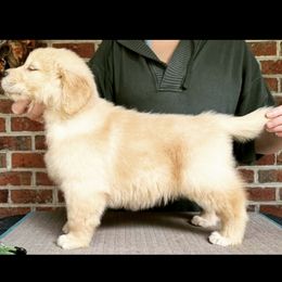 Golden Retriever Puppies from Winstone Goldens