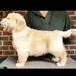 Golden Retriever Puppies from Winstone Goldens