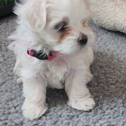 Maltese Puppies from Arizona Maltese Gems