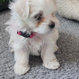 Maltese Puppies from Arizona Maltese Gems