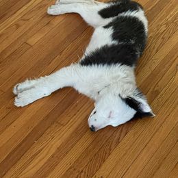 Border Collie Puppies from Bond Border Collies
