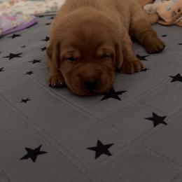 Girl 3 - Yellow female Labrador Retriever puppy in Denton, Maryland from Amber's Labrador Retrievers