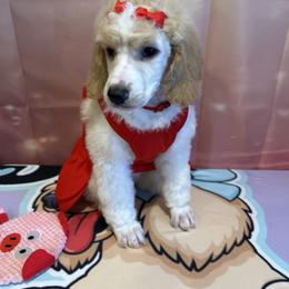 Daisy - Parti female Poodle puppy in Mobile, Alabama from Semmy’s Standard Poodle LLC