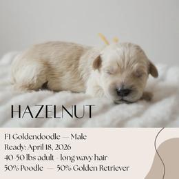 Hazelnut - Apricot male Goldendoodle puppy in Wilson, North Carolina from Cedar Creek Doodles