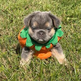 Danny-AKC Fluffy Long Hair - Tricolors male French Bulldog puppy in Palm Coast, Florida from Calypso Island French Bulldogs