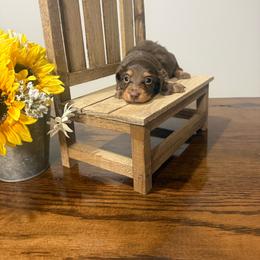 Bingo - Chocolate and tan female Dachshund puppy in Dawson, Alabama from Bells Dashing Dachshunds