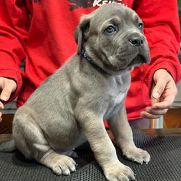 Male formentino - Fawn male Cane Corso puppy in Clewiston, Florida from Far From Average Kennels
