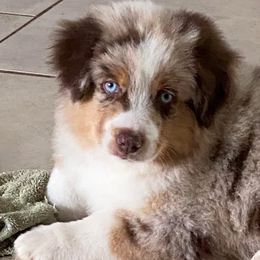 Miniature American Shepherd Puppies from Meadow Run Mini American Shepherds