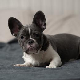 Kiara - Blue female French Bulldog puppy in Austin, Texas from Ward's Frenchies 2 Yours