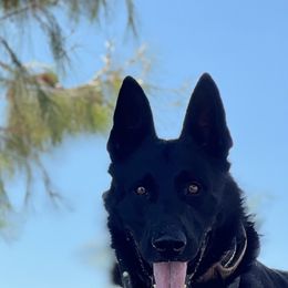 Fantom - German Shepherd