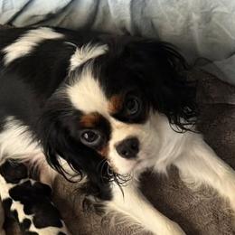 Maggie - Cavalier King Charles Spaniel