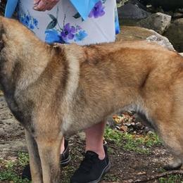 Belgian Malinois from CR Belgian Malinois