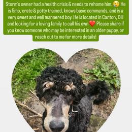 Storm - Phantom male Poodle puppy in Bellville, Ohio from Cedar Ridge Standard Poodles
