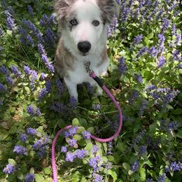 Border Collie Puppies from Lil Maine Border Collies