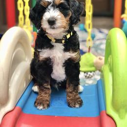 Bernedoodle and Goldendoodle Puppies from Candy Doodles