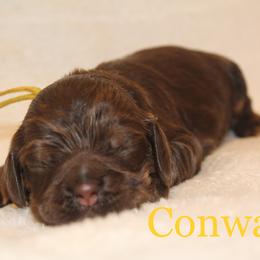 Boy 1 - Cocker Spaniel puppy in Perry, Arkansas from Parker's Cockapoos, LLC