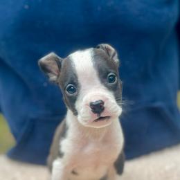 Lipara - Black brindle female American Staffordshire Terrier puppy in Monroe, Georgia from Irresistibull Staffords