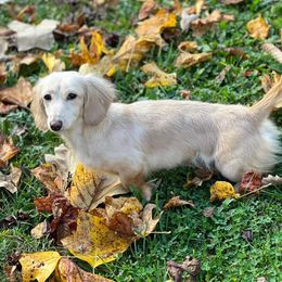 Sunny - Dachshund