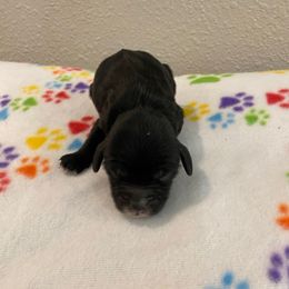 Miles - Black and white male Cockapoo puppy in Brookings, South Dakota from Hofer Pups