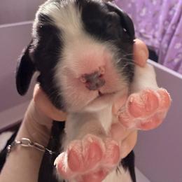 English Springer Spaniel Puppies from Everlark English Springer Spaniels