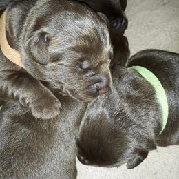 Labrador Retriever Puppies from Aldrich Mountain Labradors