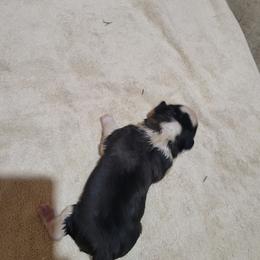 Sandy - Brown and white female Saint Bernard puppy in Lowpoint, Illinois from Minnie's Majestic Saints