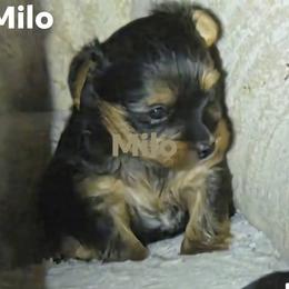 Yorkshire Terrier puppies from Richard's Yorkies