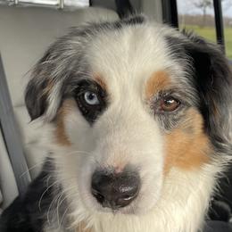 Aussiedoodles and Australian Shepherds from Hearth&Hound Doodles
