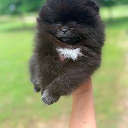 MALEFICENT - Black female Pomeranian puppy in Willis, Texas from Treasured Jewels Pomeranians