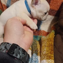 French Bulldog Puppies from Michigan fresh Coast Frenchies