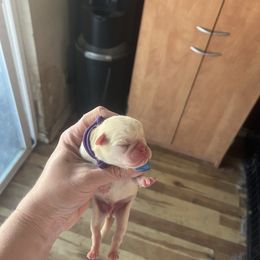 Purple - White female Pug puppy in Tacoma, Washington from Glamour pugs