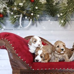 Australian Labradoodle Puppies from Sugar Cookie Australian Labradoodles