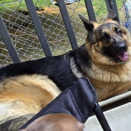 Siren - German Shepherd