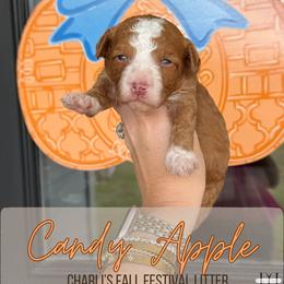 Candy Apple - Red  female Goldendoodle puppy in Nacogdoches, Texas from Designer Doodles