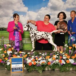 Dalmatian All Grown Up from Prestige Dalmatians