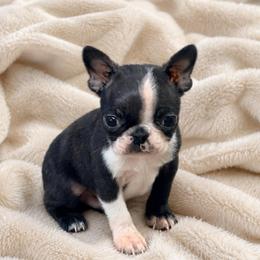 Male 2 - Brindle and white male Boston Terrier puppy in Shell Knob, Missouri from Stoneridge Kennel