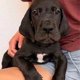 Revere - Black male Great Dane puppy in Plano, Texas from Blue Thunder Danes