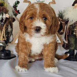 Taffy - Red  female Goldendoodle puppy in Glenford, Ohio from Mi-De Doodles