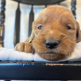 Girl 1 - Red  female Goldendoodle puppy in Mattawan, Michigan from Doodifuldoods