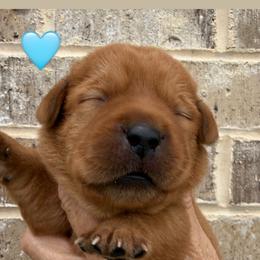 Teal collar - Yellow female Labrador Retriever puppy in Clinton, Tennessee from Summer Rose