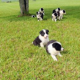Border Collie Puppies from K&R RANCH.