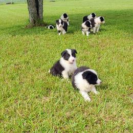 Border Collie Puppies from K&R RANCH.