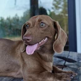 Cylee - Dachshund