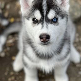 Siberian Husky Puppies from Antler Creek Siberians