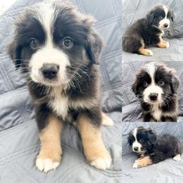 Black tri male 2 - Black tri male Miniature Australian Shepherd puppy in Brooker, Florida from Honey, I Shrunk the Aussies