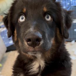 Green - Black tri male Miniature American Shepherd puppy in Hurt, Virginia from Sweet Prada's Farm